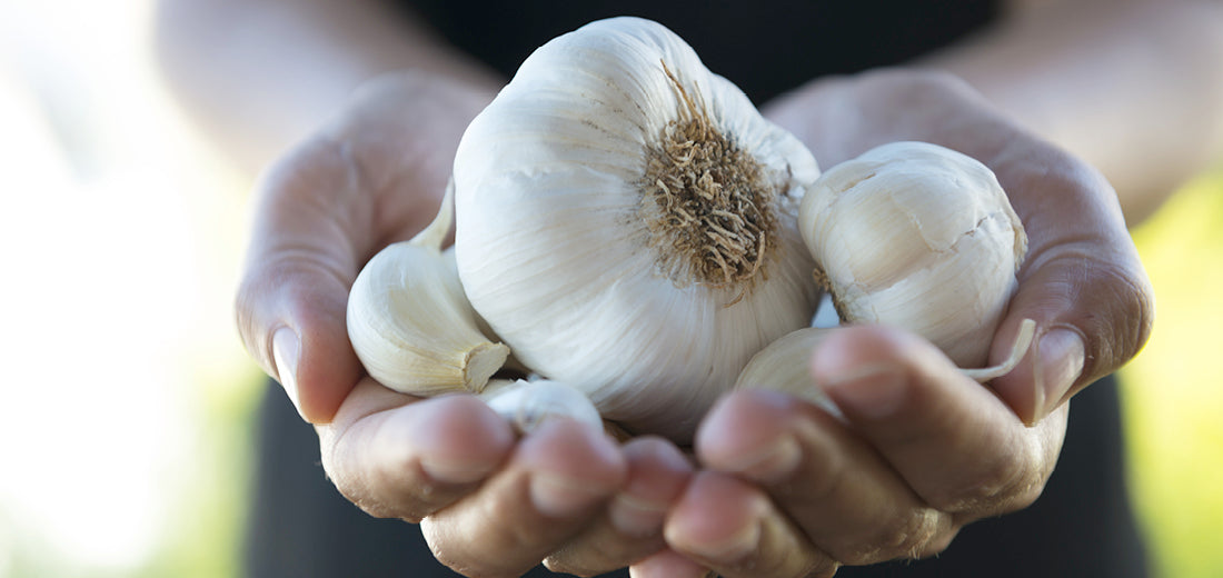 Why Choose Kyolic® Aged Garlic Extract; Over Other Garlic Supplements?