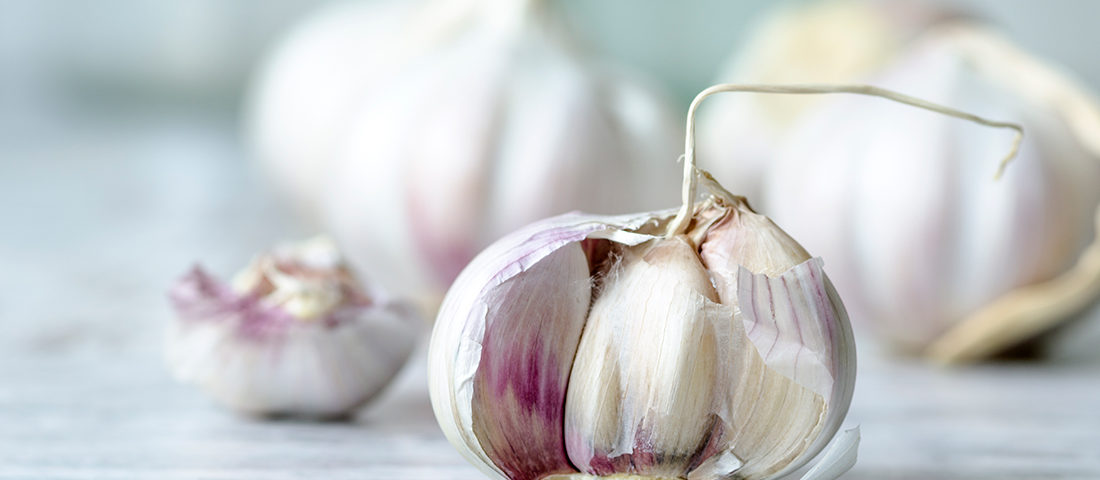 How aged garlic extract can help your immune system